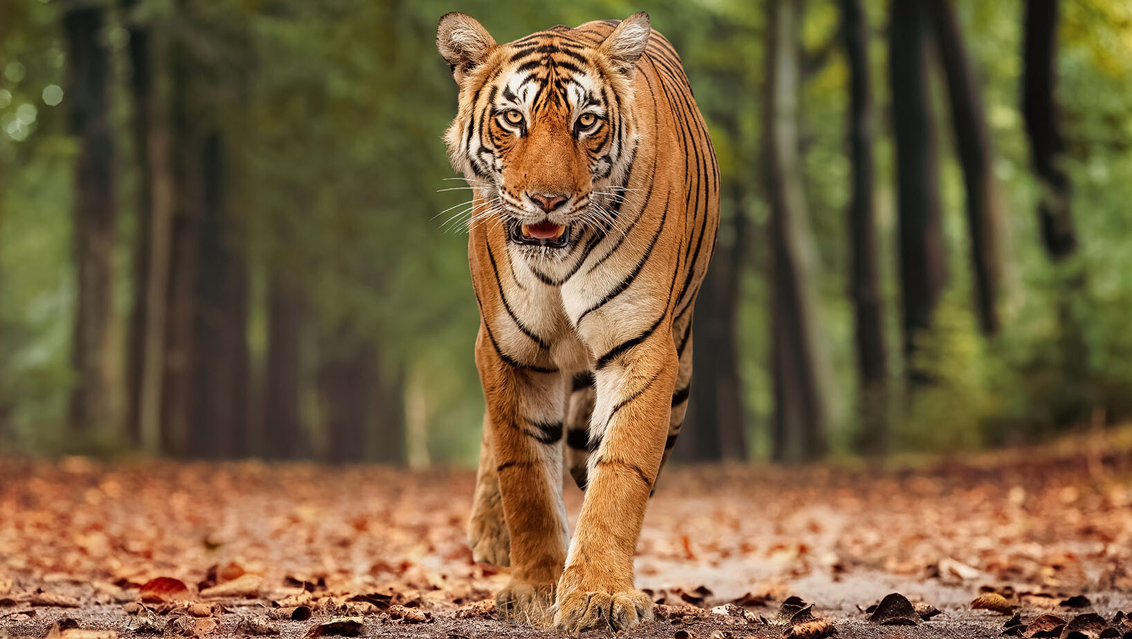 Jak działa doradztwo i kiedy warto skorzystać z tego typu usług. Rozmowa z ekspertem